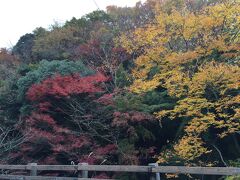 紅葉も終わろうかという頃なら空いてるかと思い、車を走らせて大山に来ました。