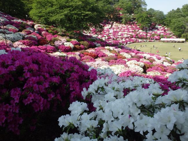普段あまりつつじ花見はしないけど、ここはすごい量で華やかできれいです。