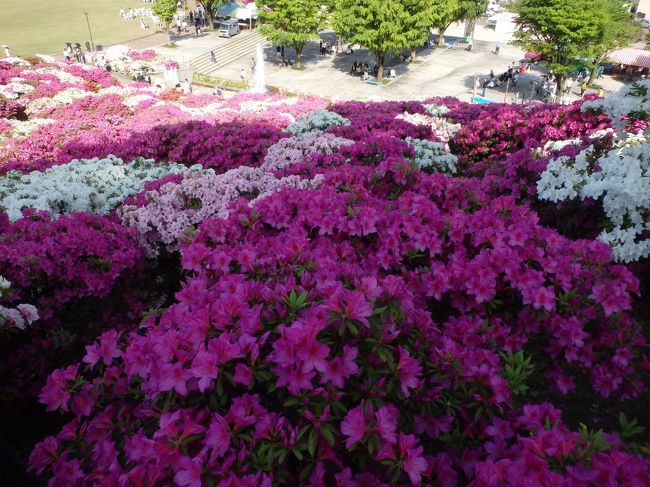 赤、白、ピンク、うす桃色など、様々なつつじたち。