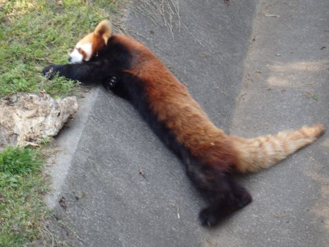 つつじ園、動物園とも無料です。