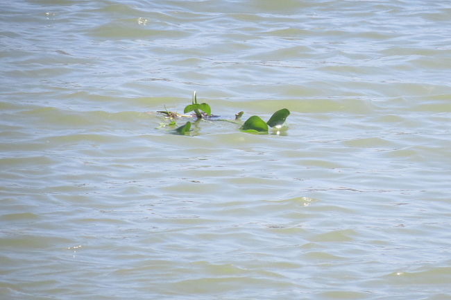 ホテイアオイが流れていきます。<br />