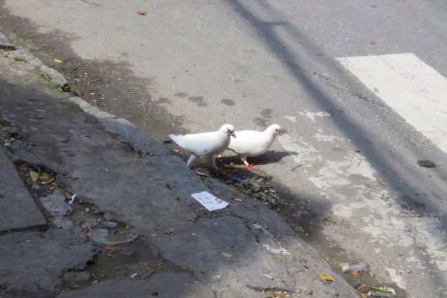 カワラバト（ドバト）