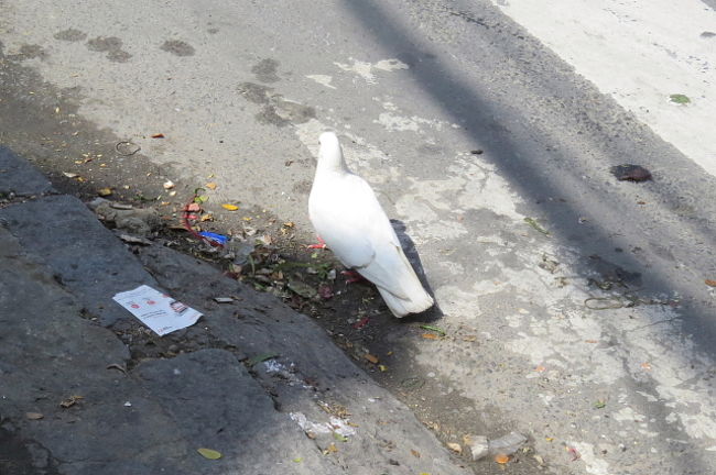 カワラバト（ドバト）<br /><br />ちょっと、ゴミも散乱しています。