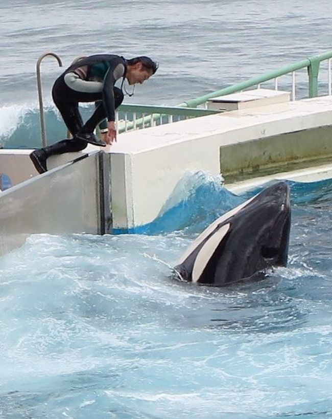 鴨川シーワールド2 8 シャチパフォーマンス トレーナーと一体の豪快さ 鴨川 千葉県 の旅行記 ブログ By マキタン２さん フォートラベル