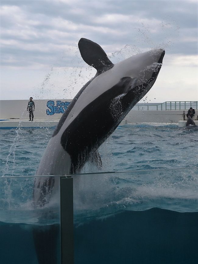 鴨川シーワールド3 8 シャチの大ジャンプショー 観客席まで水飛沫の迫力 鴨川 千葉県 の旅行記 ブログ By マキタン2さん フォートラベル 鴨川シーワールド3 8 シャチの大ジャンプショー 観客席まで水飛沫の迫力 鴨川 千葉県 の旅行記 ブログ By マキタン2さん フォートラベル