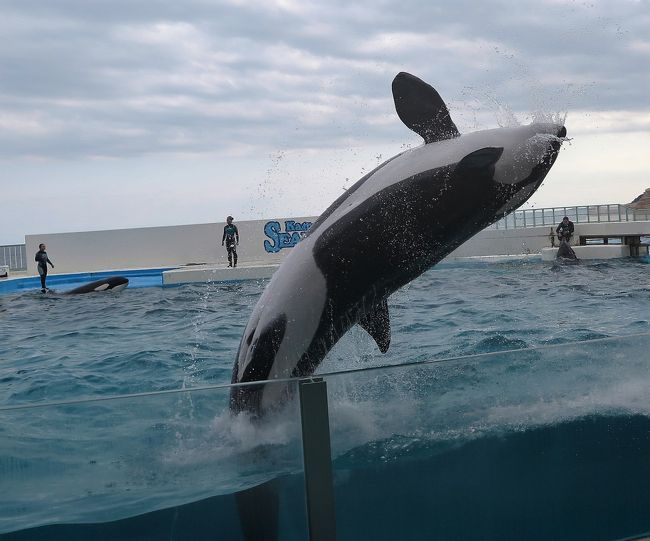 鴨川シーワールド3 8 シャチの大ジャンプショー 観客席まで水飛沫の迫力 鴨川 千葉県 の旅行記 ブログ By マキタン２さん フォートラベル