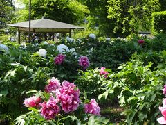 まずは『東松山ぼたん園』、350種類9100株の牡丹がある、東日本最大級の牡丹園。

