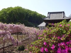 次は本庄市にあるお寺『長泉寺』、ここには樹齢650年を含む、見事な藤棚が多数あります。車でないと来られない山あいの小さなお寺です。
