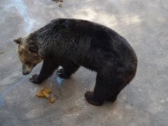 公園内にはクマをみることができます。
