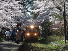 ストーブ列車で有名な　津軽鉄道
桜のトンネルと列車を一緒に☆