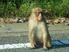 充実した半日観光を終え、ホテルに戻ります。
道すがら銚子渓辺りで物欲しげなお猿さんに出会いました。