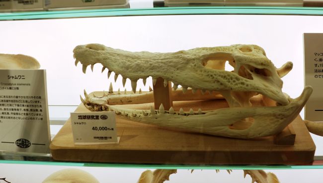 シャムワニの頭蓋骨