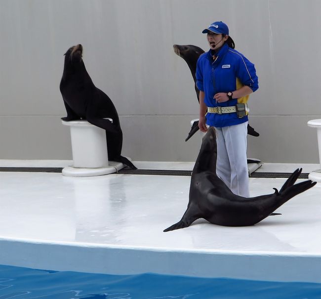 鴨川シーワールド7 8 アシカパフォーマンス コミカルな動き バランス抜群 鴨川 千葉県 の旅行記 ブログ By マキタン２さん フォートラベル