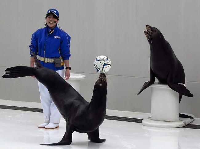 鴨川シーワールド7 8 アシカパフォーマンス コミカルな動き バランス抜群 鴨川 千葉県 の旅行記 ブログ By マキタン2さん フォートラベル 鴨川シーワールド7 8 アシカパフォーマンス コミカルな動き バランス抜群 鴨川 千葉県 の旅行記 ブログ By マキタン2さん フォートラベル