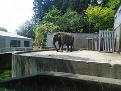 宇都宮動物園の象。一頭飼いでかわいそう