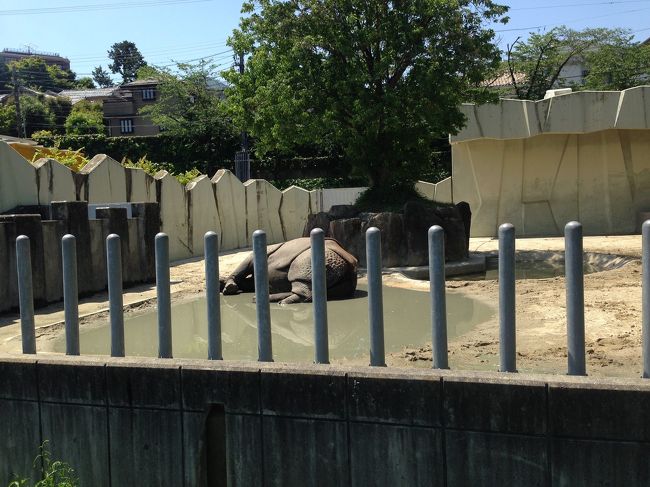 オトナは500円、中学生まで無料という入園料です。<br /><br />あ、、、暑い(~_~;)<br /><br />こちらはサイです。<br /><br /><br /><br /><br />もぉ、暑いんですよ。<br /><br />言葉じゃないです。態度で示すんです。