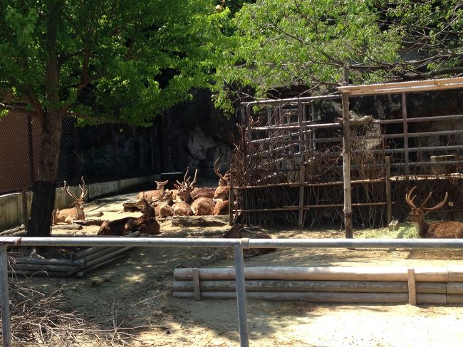 そのわりに、鹿たちは固まっています。<br /><br />