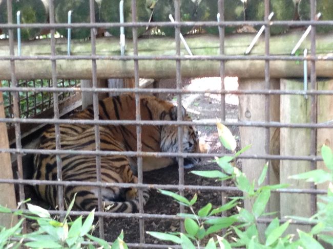 我が家は猫を飼っているので、ライオンやトラなどのネコ科の動物が大好きです。<br /><br />が、、<br /><br /><br />大きいだけで、仕草は飼い猫と全く変わりませんね（≧∇≦）