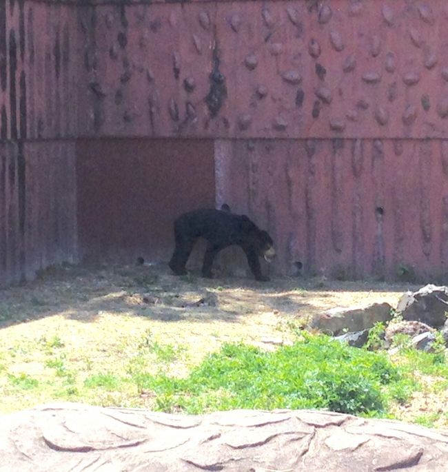 マレーグマが、すごくスリムでびっくり！