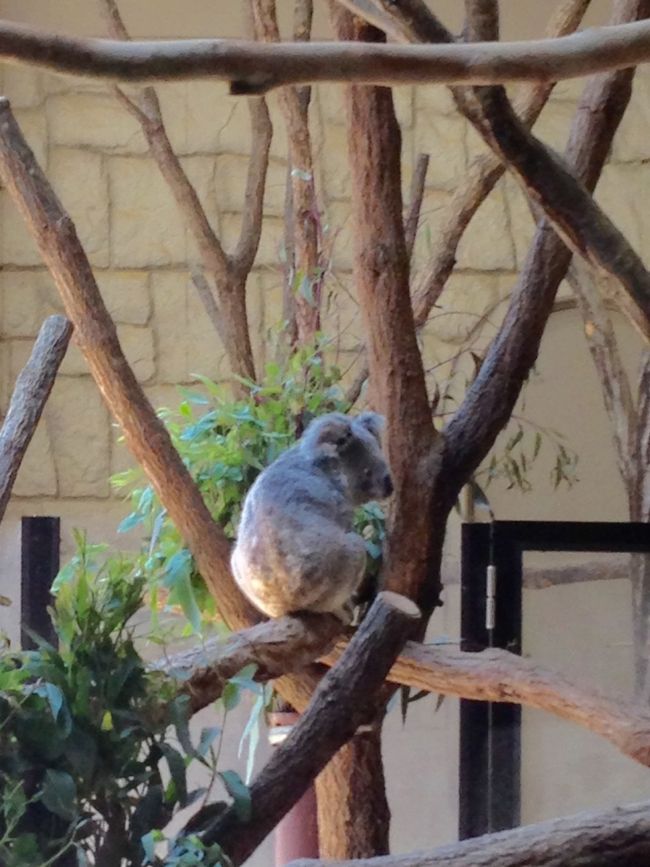 コアラは国内では初めて見た♪(´ε｀ )