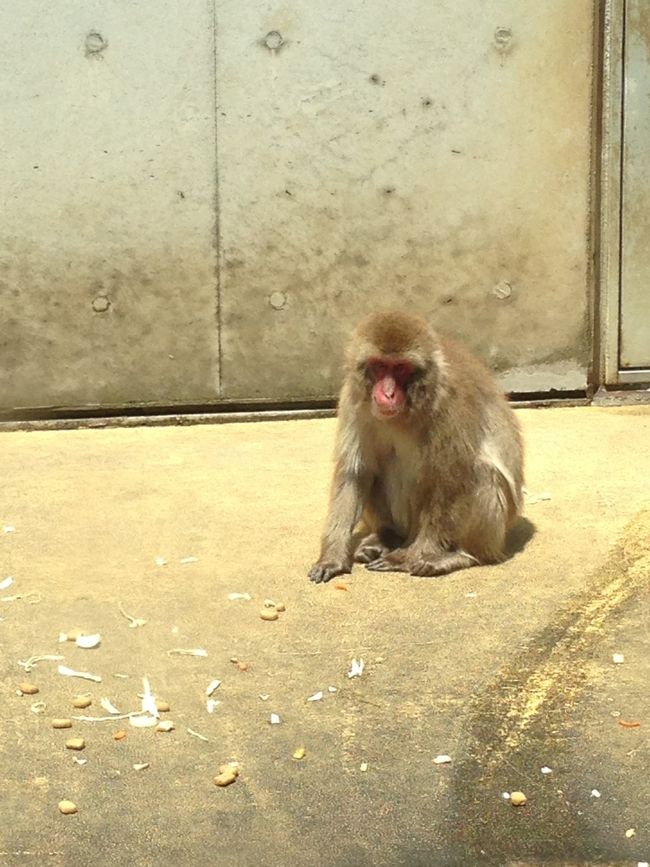 園内は、子供連れのご家族か、お若いカップルばかりで、子ナシの中年夫婦なんてあんまりいないでしょうな(｡-_-｡)<br />が、オトナになってから来る動物園はなかなか深いのです。<br /><br />猿山のサルを見てると、動物なのに、理性や秩序があり、それに反すると仲間から罰せられる、、、<br /><br />小競り合いが起こっても、無関心の者がいれば、子供を守るに徹する母親がいて、部外者なのにキーキー騒ぎ立てる者もいる、、、<br /><br />結局、文字や言葉や技術のある人間と、大差ないんですよね(´･_･`)