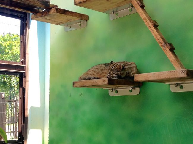 あら？<br /><br />うちのココアかな？<br /><br /><br />ってほどそっくりな、ツシマヤマネコ。