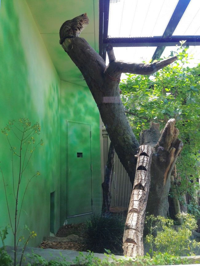 我が家の飼い猫は、ヤマネコと同じ色、同じ柄でして、、、<br /><br /><br />この、部屋で一番高い場所にいるところもそっくり！