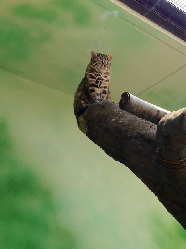 「ツシマヤマネコ」<br /><br />なのか、<br /><br />「ウチノイエネコ」<br /><br />なのか、よくわかんないです(⌒-⌒; )