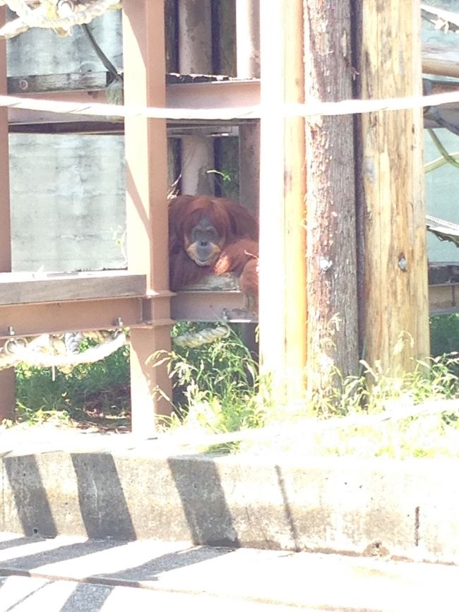 誰かに似ている、オランウータン。<br /><br />