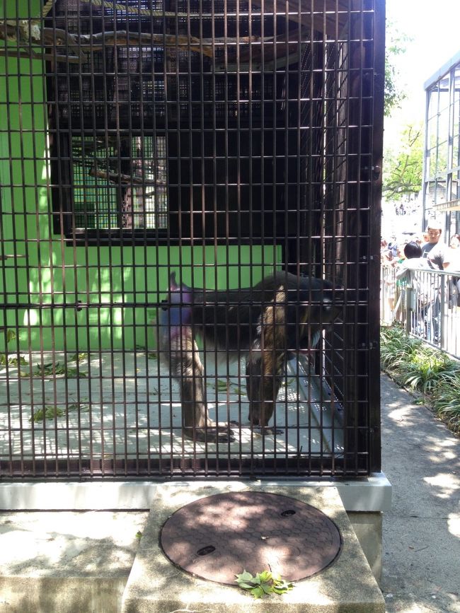 ドラクエのモンスターにもいる、<br /><br />マンドリル