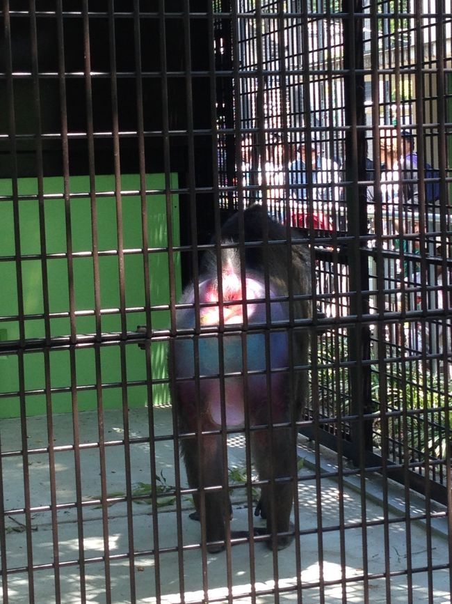 おしりが、めちゃ綺麗な色です！！<br /><br />瑠璃色、、ではないな。<br /><br />貝殻の内側が反射したときに現れる、透明感のある煌びやかな青色。