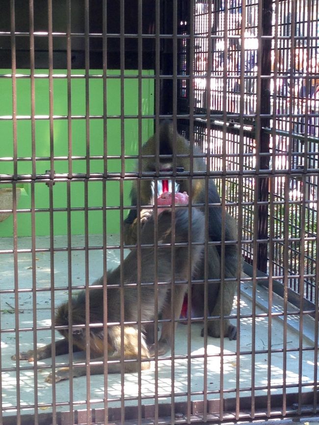 マンドリル、すごすぎます！<br /><br />メス？なのかな？<br /><br />体の小さなマンドリルが、大きなマンドリルに、土下座ポーズでお尻を見せていますよ((((；ﾟДﾟ)))))))<br /><br />どんなに信頼している相手でも、私にこれはできないな！！<br /><br />あ。見る側ならできるかも、、、！