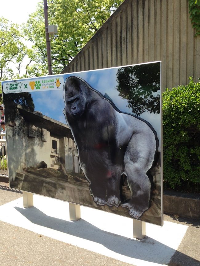 巷で有名な<br /><br />「イケメンゴリラ」<br /><br />は、とても混んでいて写真が撮れず、背の低い私は、自分でもよく見えませんでした(~_~;)<br /><br />でも、旦那さん曰く<br /><br />「イケメンのくせに、鼻ほじって舐めてる！」<br /><br />とのこと(｡-_-｡)
