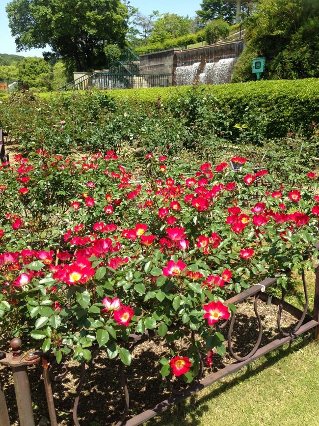 植物園も見たかったのですが、炎天下の中、動物たちをじっくり見ていたら、気分が悪くなってしまい、退出しました。<br /><br />近所のファミレスで休憩&amp;ランチしました。<br /><br />気分が乗らずに写真も撮れなかったのです。<br /><br />正直、食べたらリバースか！？ってくらい太陽にやられたのですが、、、<br /><br />美味しく食べて元気になりましたε-(´∀｀; )<br /><br />