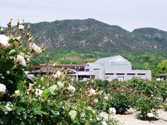 食事のあと、魚蔵に来る途中にあった「よしうみバラ公園」に寄ってみました。

世界各地のバラ400種3,500株が園内花壇に植栽されていて、入園無料・年中無休なのが有難いですね。