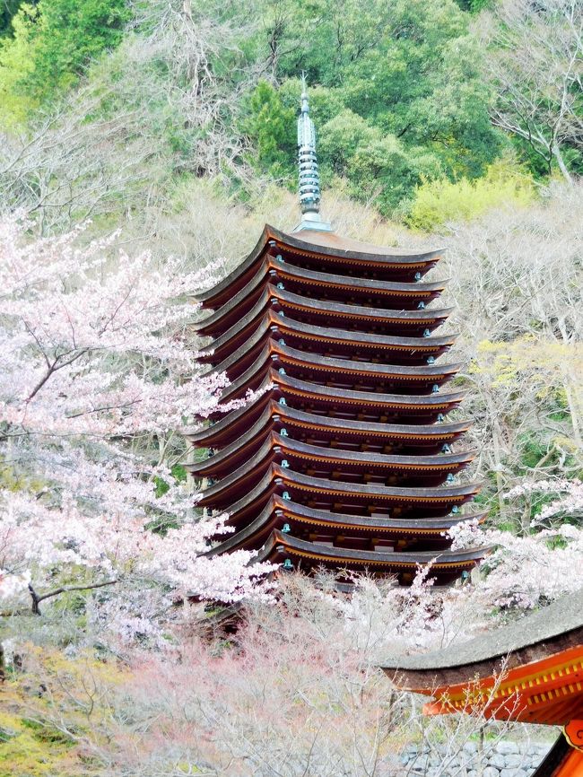 16年 奈良桜めぐり 談山神社はあちこちに桜の木があってとてもきれいでした 桜井 三輪 山の辺の道 奈良県 の旅行記 ブログ By イロコさん フォートラベル 16年 奈良桜めぐり 談山神社はあちこちに桜の木があってとてもきれいでした 桜井 三輪 山の辺の道 奈良県 の旅行記 ブログ By イロコさん フォートラベル