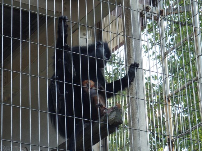 お猿さんもいます。