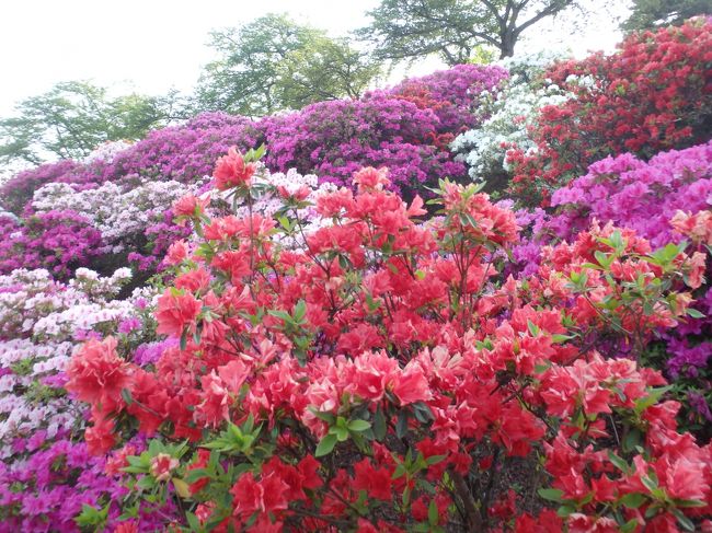 様々な色合いが目を楽しませてくれました。