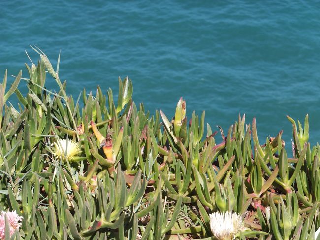 花撮っちゃったりして