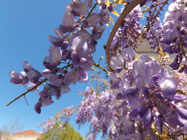 そうそう<br /><br />藤をたくさん見かけたんだよ