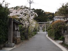 16：30　高家神社　式内社
まだ桜が咲いている、5時まで時間があるので、神職さんがいるだろうか。