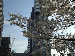 芝浦中央公園の桜