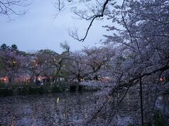 そのまま夜桜を見に三嶋大社へ