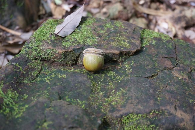 大きいどんぐり
