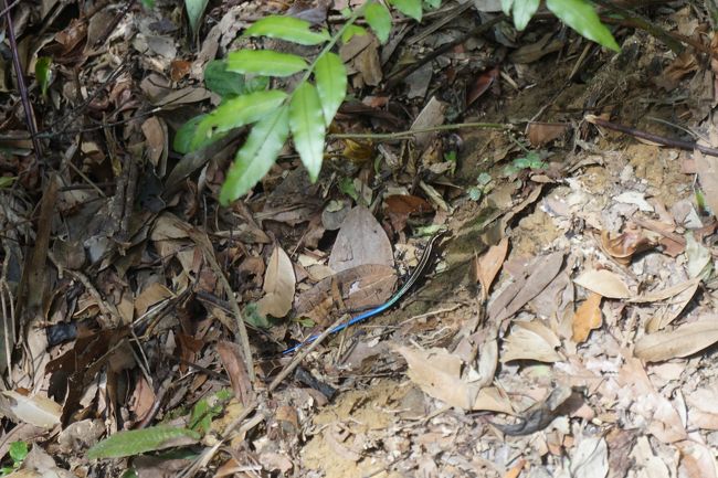 変な色の・・・へび？<br />帰り道は船に間に合わないのでは！？とかなり焦り、小走り状態(>_<)計画性なし。笑<br />妹は足が遅いため、私が急いで船までたどり着き、もう一人いるから待っててくださいと頼んだ((+_+))<br />確かこの船を逃すと１時間以上待ちぼうけだったような。<br /><br />何とか船に乗って帰りました。焦ったー。