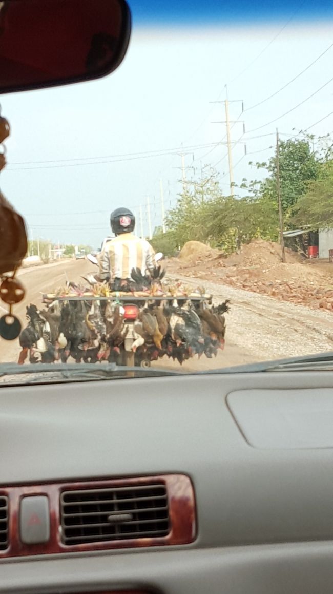 あれは…　　　ニワトリ。