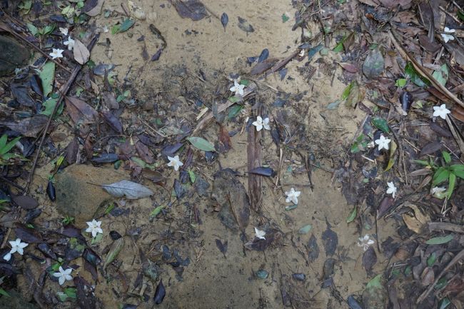 白いお花が落ちている<br />かわいい