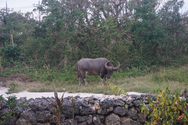 窓から裏庭をのぞくと、牛さんが(ー_ー)!!