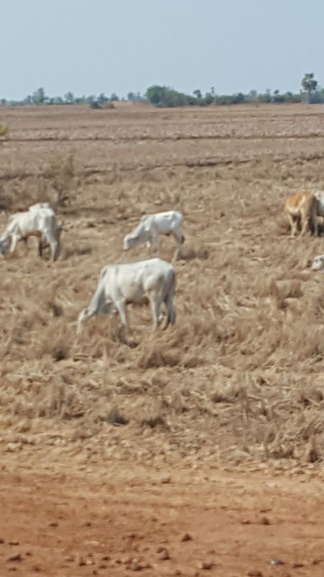 ヤギ？？痩せた牛？