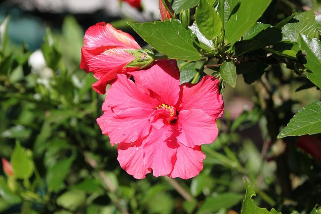 駅の構内には何とハイビスカスの花が咲いています。<br />こんな高地でしかも気温も低いのにハイビスカスが咲いているなんて不思議です。